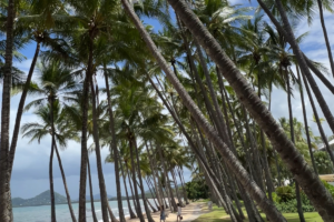 Palm Cove